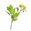 Crème de café® minceur – Image 3