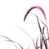 Onguent Contour Des Yeux Aux 7 Plantes Chinoises – Image 3